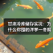 甘肃冷库储存实况:为什么你囤的洋芋一冬就烂,老板却能赚三年?(图2) 甘肃冷库储存实况:为什么你囤的洋芋一冬就烂,老板却能赚三年?(图2)