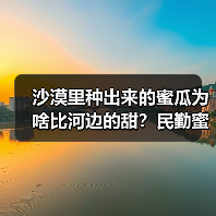 沙漠里种出来的蜜瓜为啥比河边的甜?民勤蜜瓜果园实拍(图4) 沙漠里种出来的蜜瓜为啥比河边的甜?民勤蜜瓜果园实拍(图4)