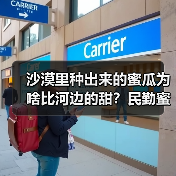 沙漠里种出来的蜜瓜为啥比河边的甜？民勤蜜瓜果园实拍