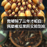 我被骗了三年才明白:民勤蜜瓜果园实拍到底看什么(图4) 我被骗了三年才明白:民勤蜜瓜果园实拍到底看什么(图4)