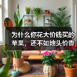 为什么你花大价钱买的苹果，还不如地头价香？——天水花牛苹果采购避坑指南（图2）