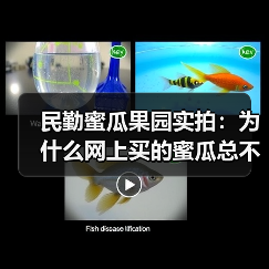 民勤蜜瓜果园实拍：为什么网上买的蜜瓜总不甜？（图2）