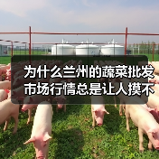为什么兰州的蔬菜批发市场行情总是让人摸不着头脑？