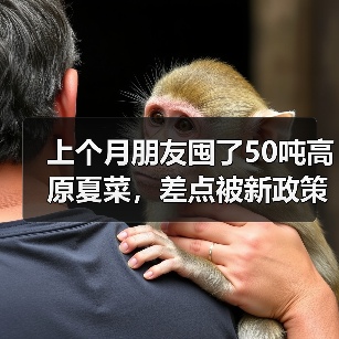 上个月朋友囤了50吨高原夏菜,差点被新政策整破产(图4) 上个月朋友囤了50吨高原夏菜,差点被新政策整破产(图4)