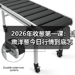 2026年收葱第一课:甘肃洋葱今日行情到底怎么看?(图4) 2026年收葱第一课:甘肃洋葱今日行情到底怎么看?(图4)