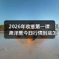 2026年收葱第一课:甘肃洋葱今日行情到底怎么看?(图2) 2026年收葱第一课:甘肃洋葱今日行情到底怎么看?(图2)