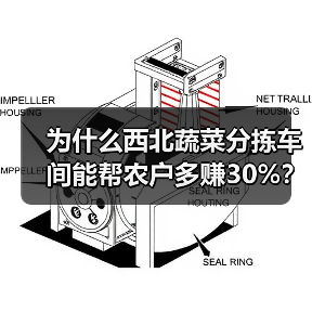 为什么西北蔬菜分拣车间能帮农户多赚30%？我跑了4个基地才搞明白