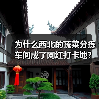 为什么西北的蔬菜分拣车间成了网红打卡地？（图4）