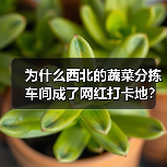为什么西北的蔬菜分拣车间成了网红打卡地？