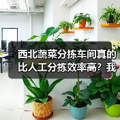 西北蔬菜分拣车间真的比人工分拣效率高？我花了三个月才搞明白