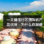 一文搞懂社区团购农产品供货:为什么你越便宜越没人要?(图2) 一文搞懂社区团购农产品供货:为什么你越便宜越没人要?(图2)