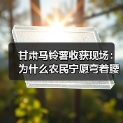 甘肃马铃薯收获现场:为什么农民宁愿弯着腰也不买机器?(图3) 甘肃马铃薯收获现场:为什么农民宁愿弯着腰也不买机器?(图3)