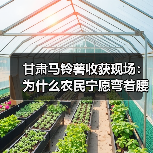 甘肃马铃薯收获现场:为什么农民宁愿弯着腰也不买机器?(图1) 甘肃马铃薯收获现场:为什么农民宁愿弯着腰也不买机器?(图1)