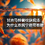 甘肃马铃薯收获现场:为什么农民宁愿弯着腰也不买机器?(图2) 甘肃马铃薯收获现场:为什么农民宁愿弯着腰也不买机器?(图2)