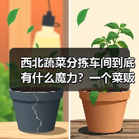 西北蔬菜分拣车间到底有什么魔力？一个菜贩子的自白（图1）