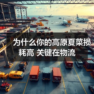 为什么你的高原夏菜损耗高 关键在物流（图3）