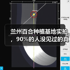 兰州百合种植基地实拍,90%的人没见过的真相(图4) 兰州百合种植基地实拍,90%的人没见过的真相(图4)