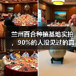 兰州百合种植基地实拍,90%的人没见过的真相(图2) 兰州百合种植基地实拍,90%的人没见过的真相(图2)