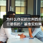 为什么你买的兰州百合总是假的?基地实拍揭秘(图3) 为什么你买的兰州百合总是假的?基地实拍揭秘(图3)