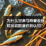 为什么甘肃马铃薯收获现场能颠覆你的认知?(图3) 为什么甘肃马铃薯收获现场能颠覆你的认知?(图3)