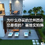 为什么你买的兰州百合总是假的?基地实拍揭秘(图4) 为什么你买的兰州百合总是假的?基地实拍揭秘(图4)