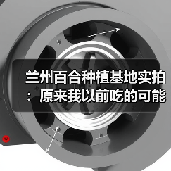 兰州百合种植基地实拍:原来我以前吃的可能都是假百合(图4) 兰州百合种植基地实拍:原来我以前吃的可能都是假百合(图4)