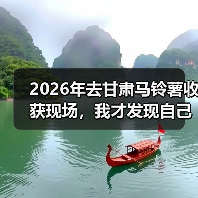 2026年去甘肃马铃薯收获现场，我才发现自己犯了3个低级错误
