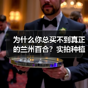 为什么你总买不到真正的兰州百合？实拍种植基地后我全明白了
