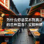 为什么你总买不到真正的兰州百合?实拍种植基地后我全明白了(图2) 为什么你总买不到真正的兰州百合?实拍种植基地后我全明白了(图2)