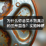 为什么你总买不到真正的兰州百合?实拍种植基地后我全明白了(图3) 为什么你总买不到真正的兰州百合?实拍种植基地后我全明白了(图3)