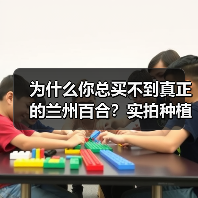 为什么你总买不到真正的兰州百合?实拍种植基地后我全明白了(图4) 为什么你总买不到真正的兰州百合?实拍种植基地后我全明白了(图4)