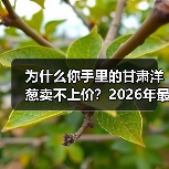为什么你手里的甘肃洋葱卖不上价？2026年最新行情与生存指南（图2）