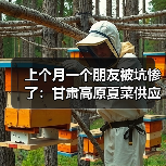 上个月一个朋友被坑惨了：甘肃高原夏菜供应商怎么选（图2）