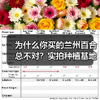 为什么你买的兰州百合总不对?实拍种植基地后我找到了答案(图4) 为什么你买的兰州百合总不对?实拍种植基地后我找到了答案(图4)