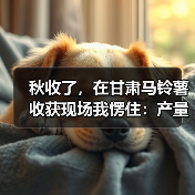 秋收了,在甘肃马铃薯收获现场我愣住:产量高不是靠天(图3) 秋收了,在甘肃马铃薯收获现场我愣住:产量高不是靠天(图3)