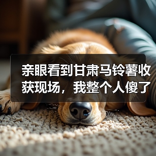 亲眼看到甘肃马铃薯收获现场，我整个人傻了（图4）