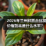 2026年兰州鲜百合批发价格到底是什么水平?一个从业者的实话(图2) 2026年兰州鲜百合批发价格到底是什么水平?一个从业者的实话(图2)