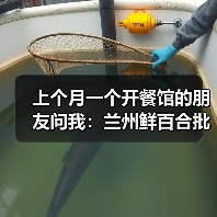 上个月一个开餐馆的朋友问我:兰州鲜百合批发价格到底多少才靠谱?(图3) 上个月一个开餐馆的朋友问我:兰州鲜百合批发价格到底多少才靠谱?(图3)