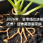 2026年，菜市场比冰箱还贵？甘肃高原夏菜供应商的秘密（图3）